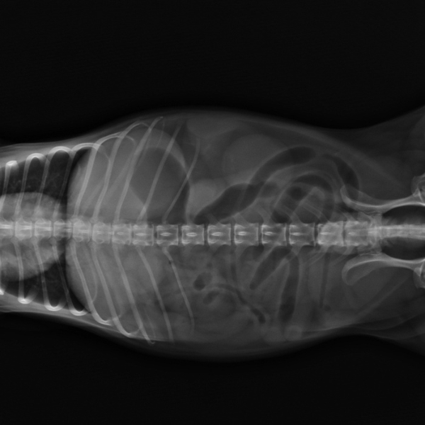 Pet X-ray