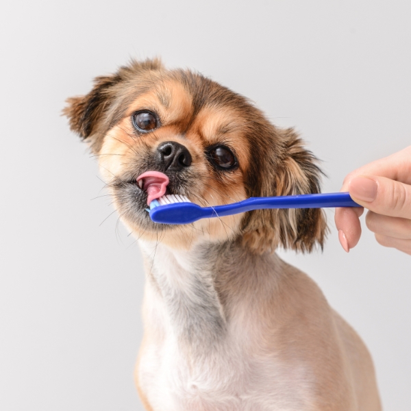 A person is holding a blue brush near a dog