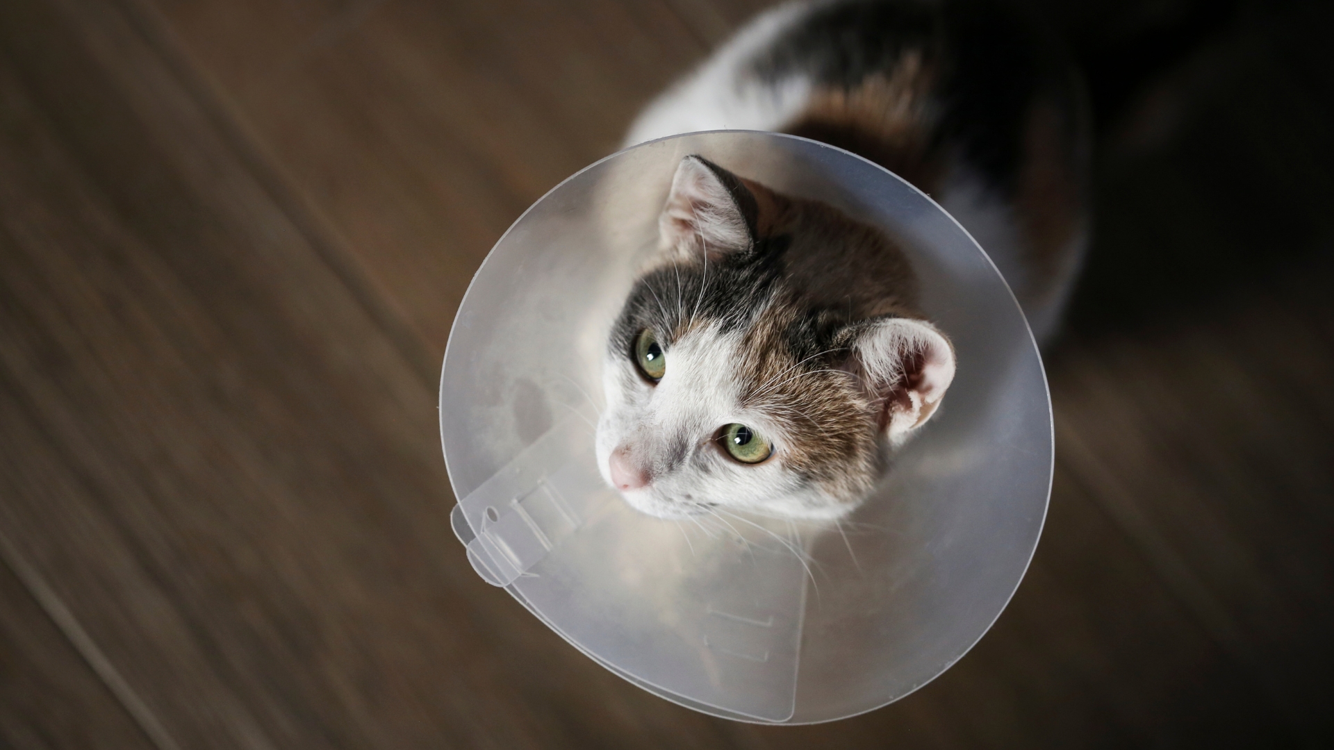 A cat with a cone collar looking up