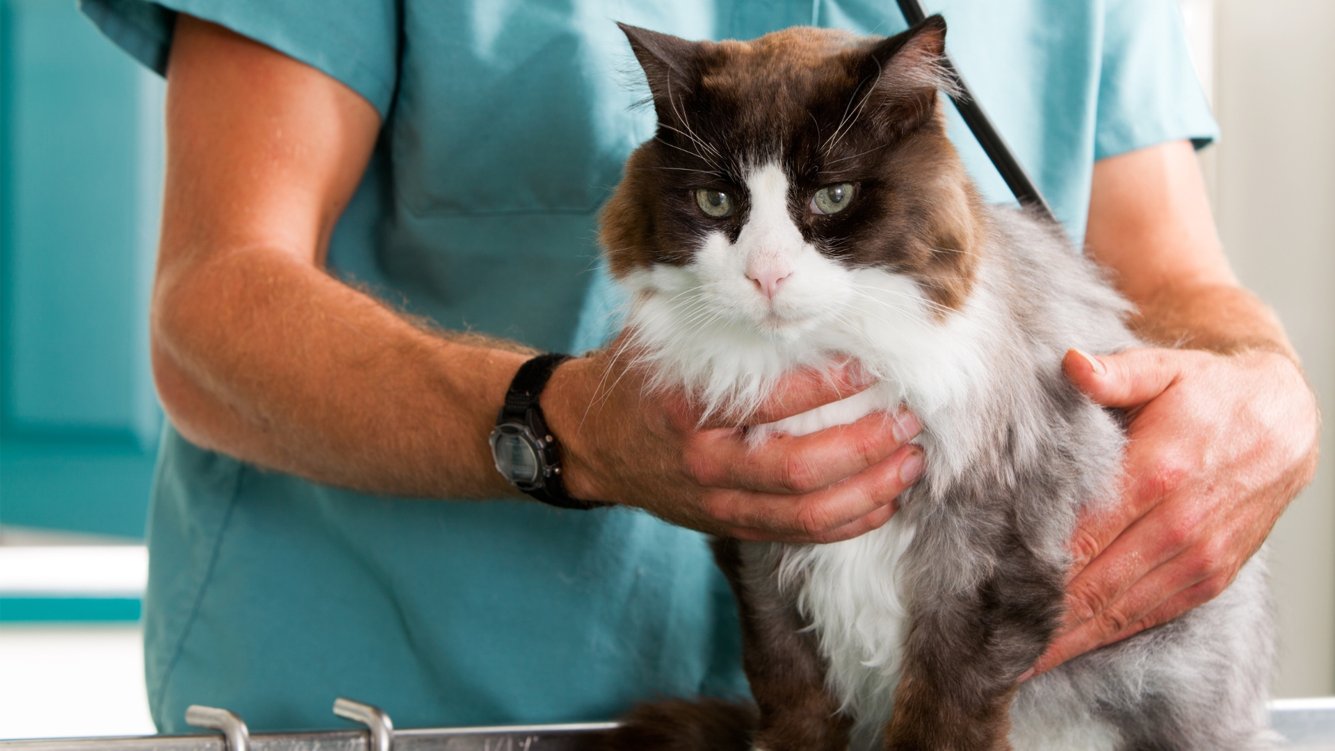 A vet is holding a cat
