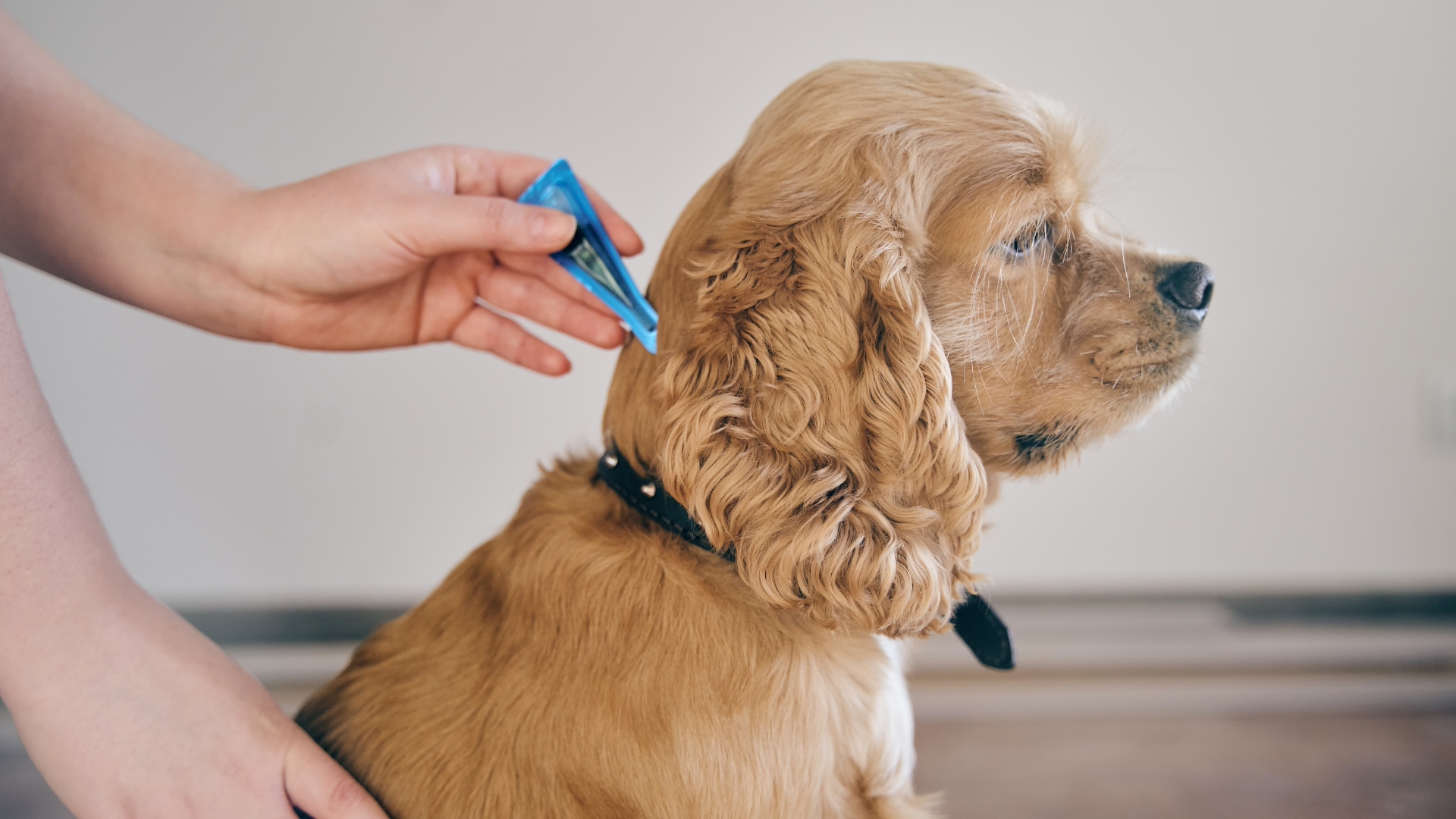 A person grooming a dog