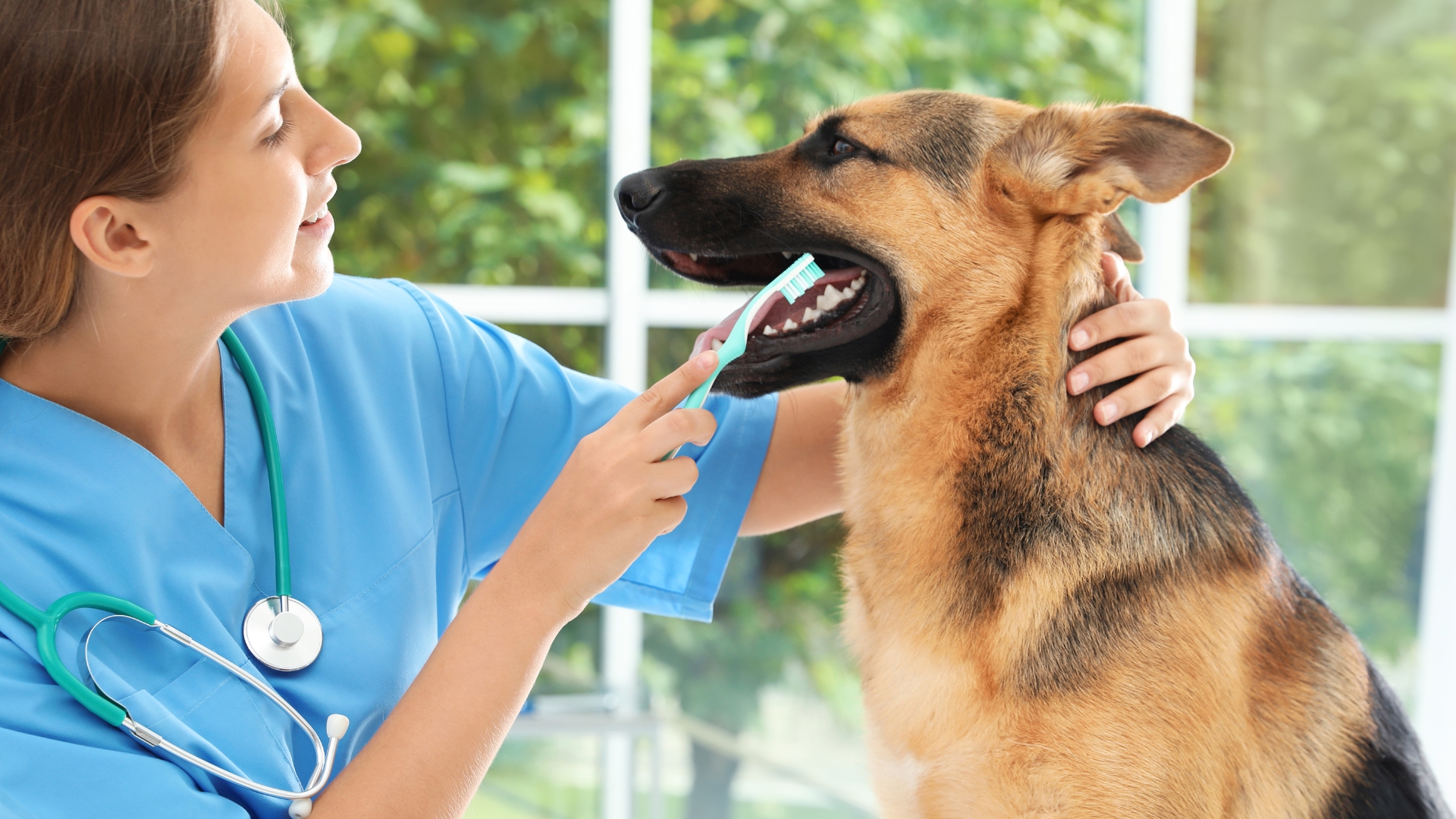 Vet in scrubs brushing a dog's teeth