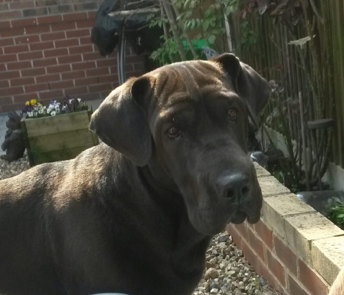 A black dog is standing in the backyard