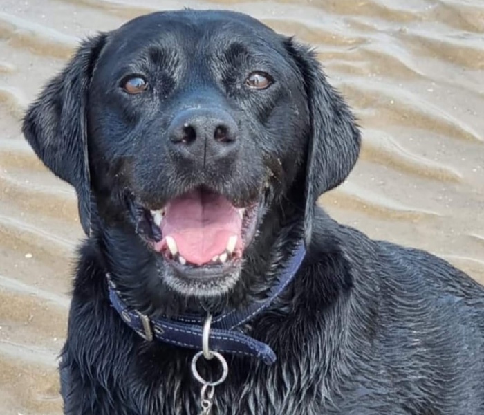 A black dog is standing in water on beach