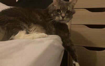Smokey Dorricott