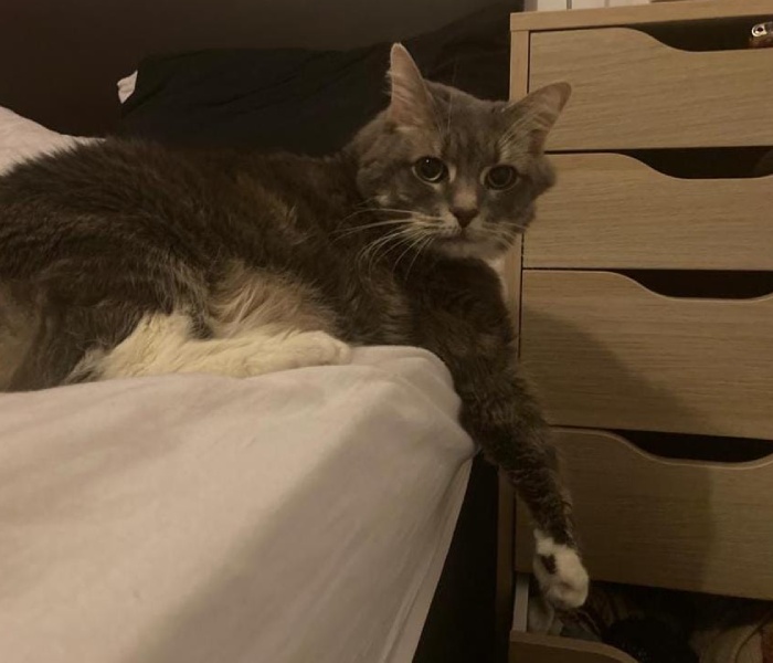 A cat is lying on the bed