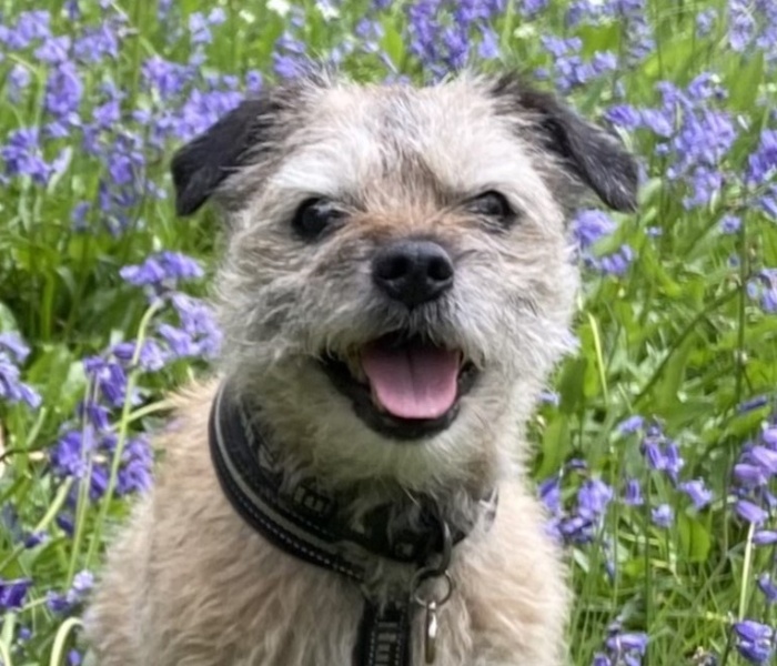 A dog is sitting down near flower plant