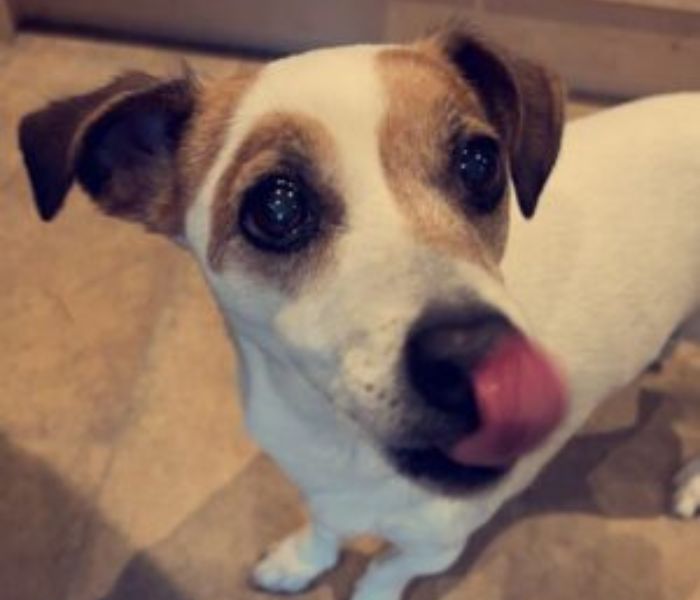 jack russel terrier