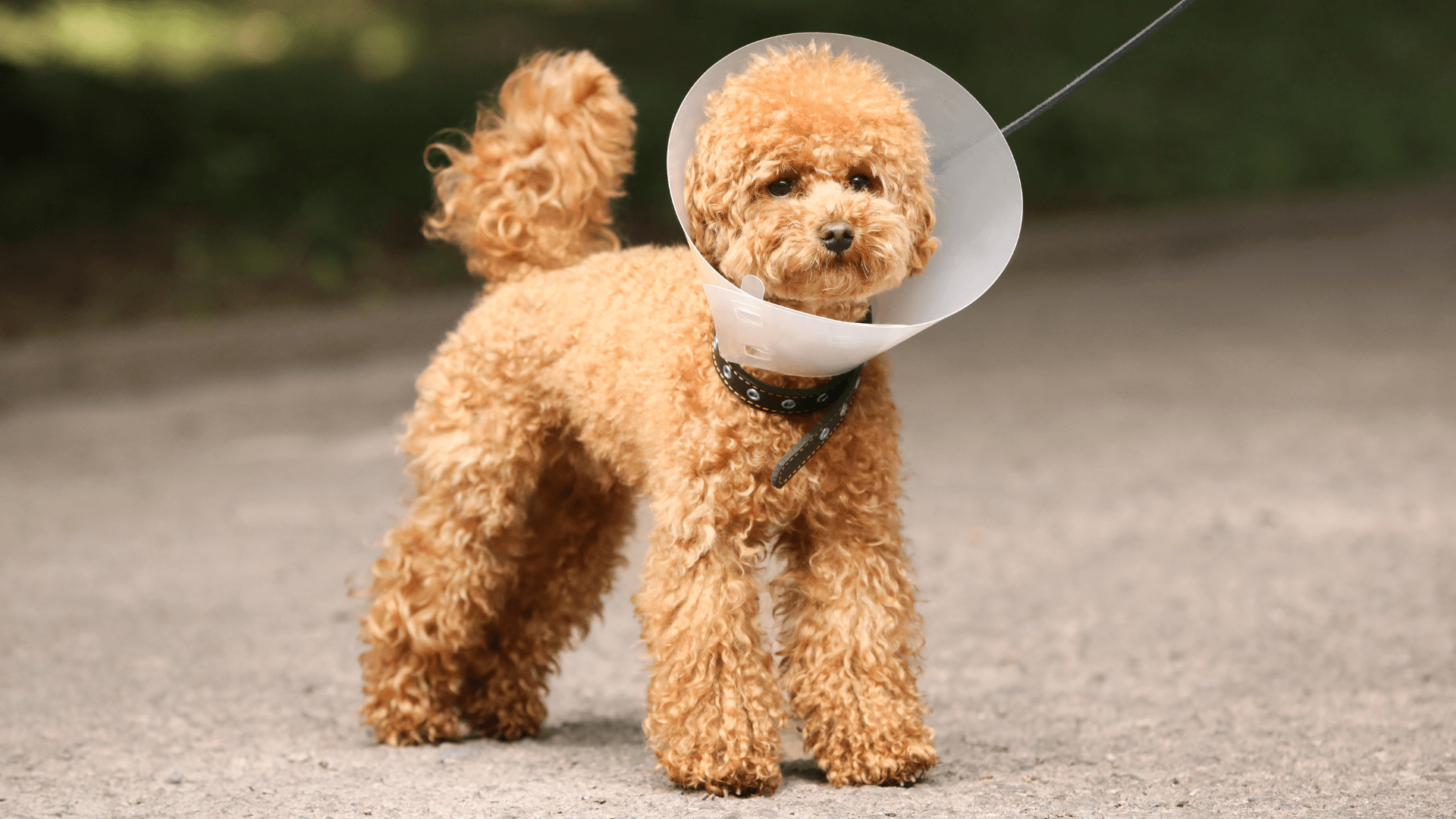 dog in a cone