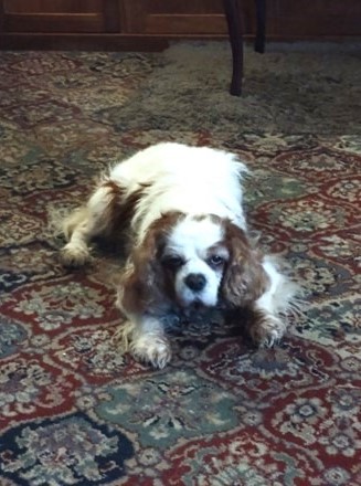 cocker spaniel laying down