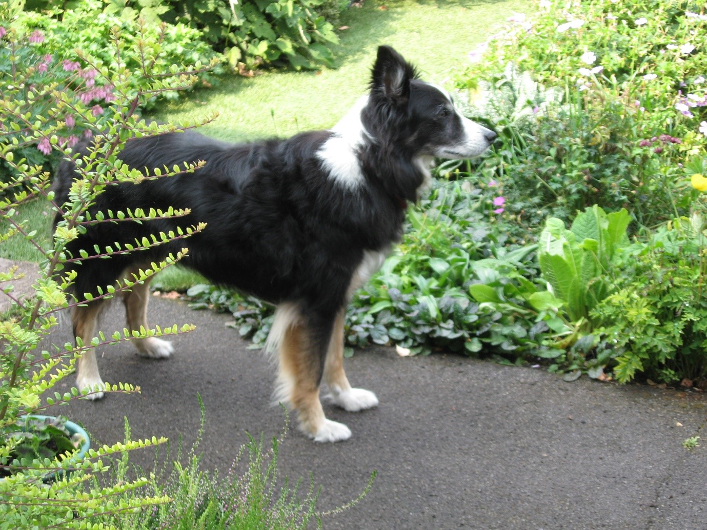 dog standing in a garden