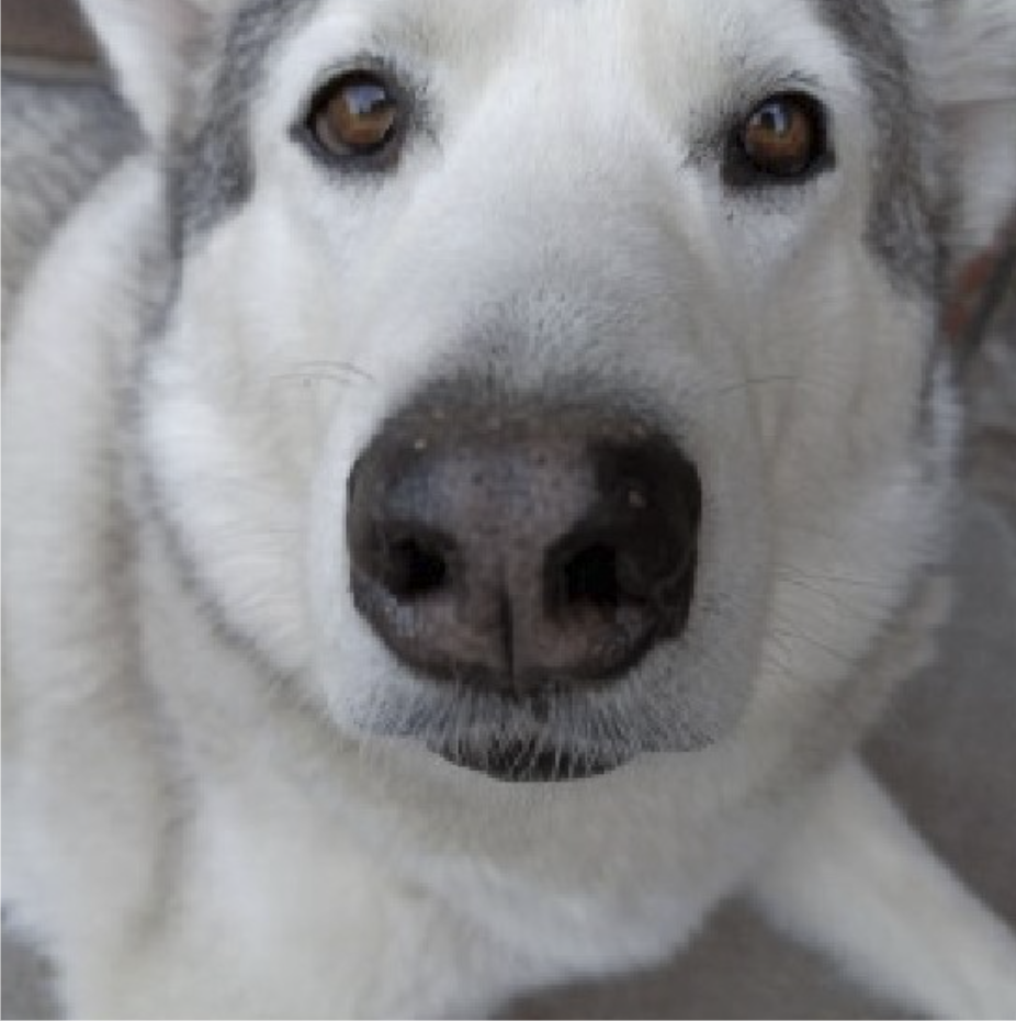 husky dog