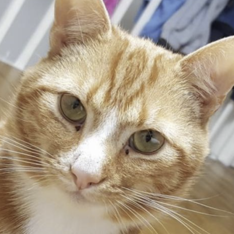 orange cat
