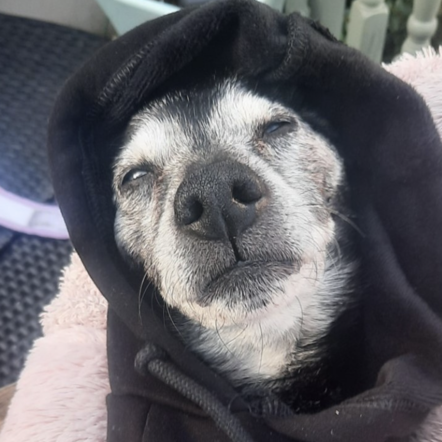 dog in a towel