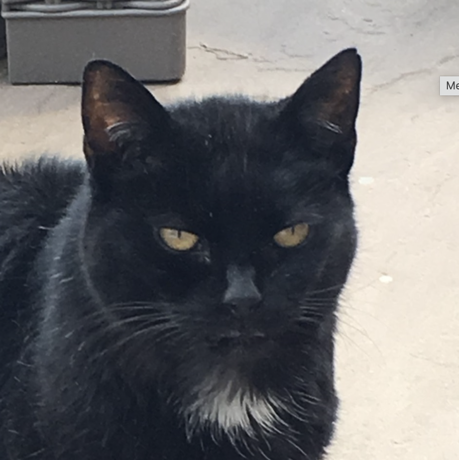 black cat