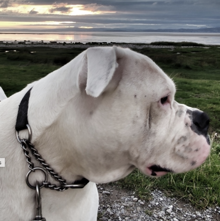 large white dog