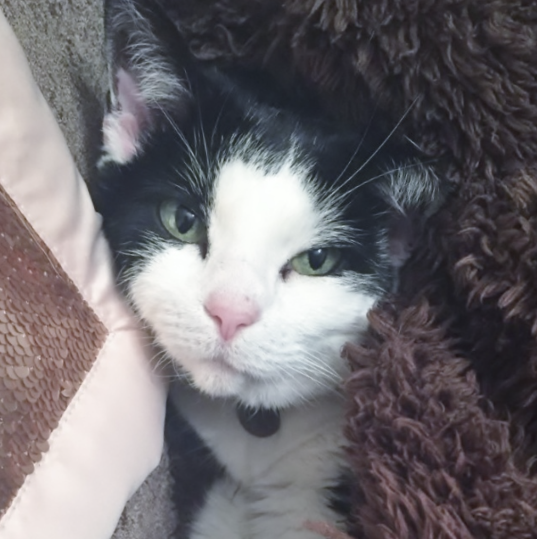 black and white cat