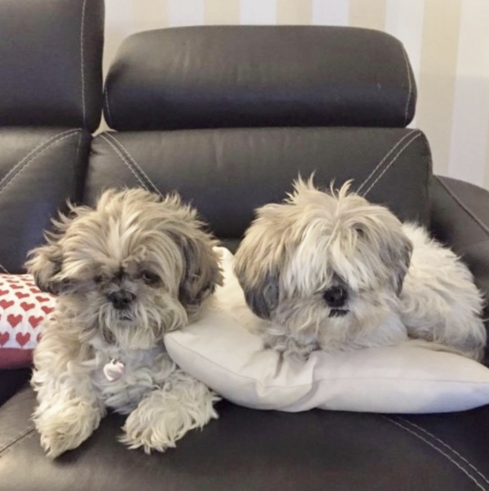 two dogs sitting on a couch