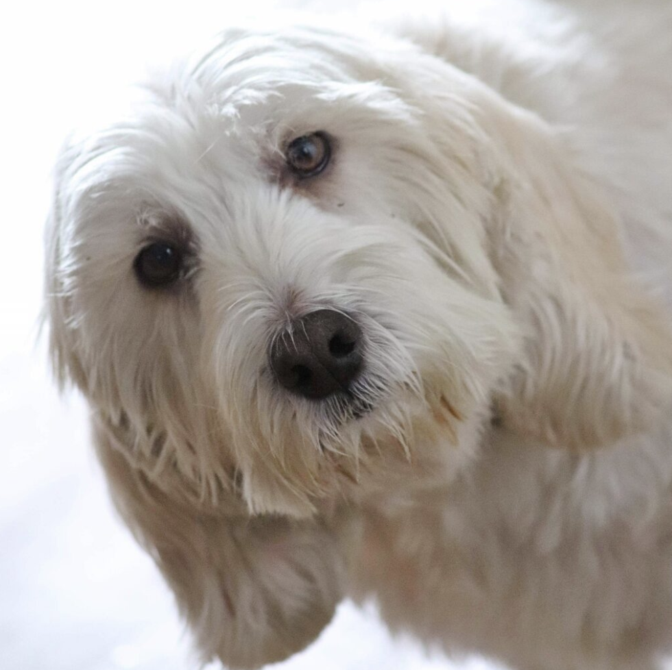 white dog