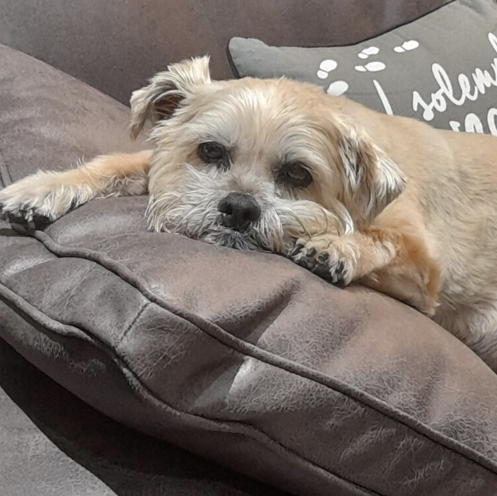 dog sleeping on a couch