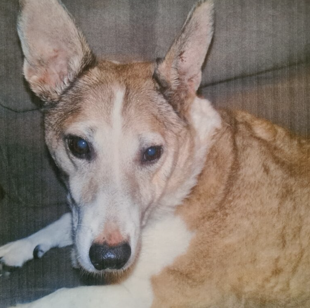 senior dog laying down