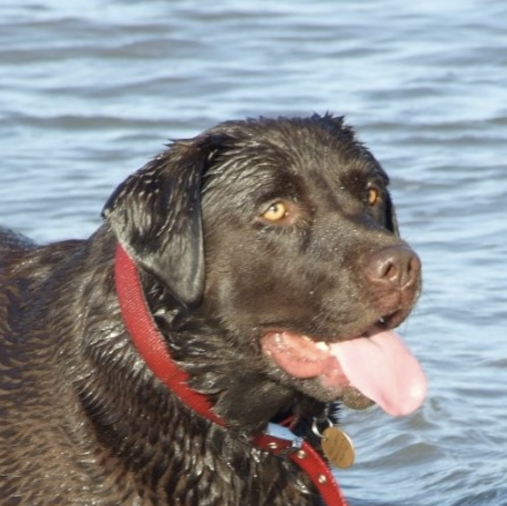 dog in the water