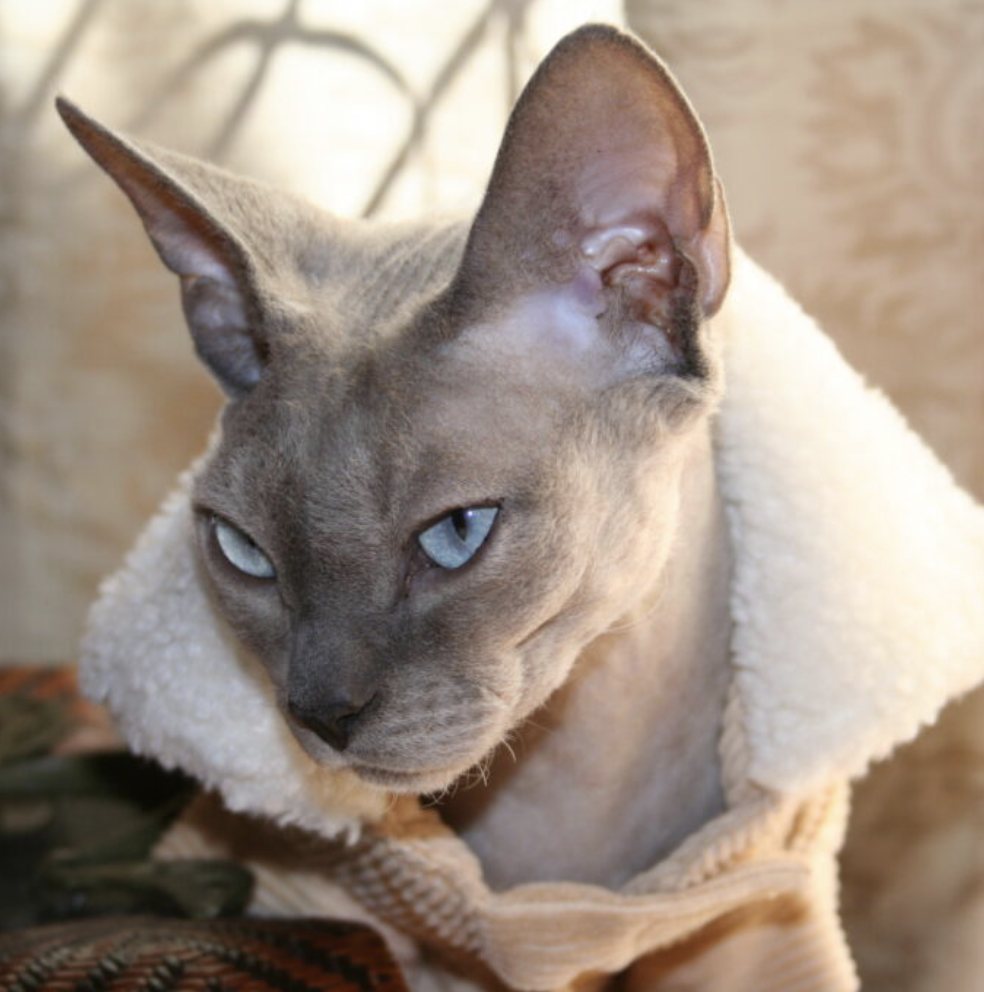 cat wearing a coat