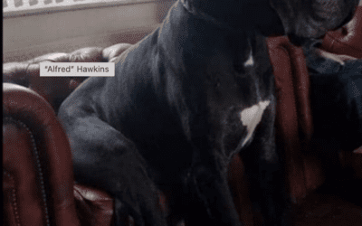 “Alfred” Hawkins