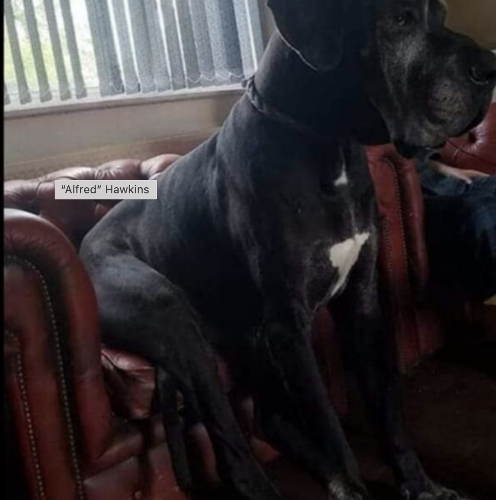great dane sitting on a couch