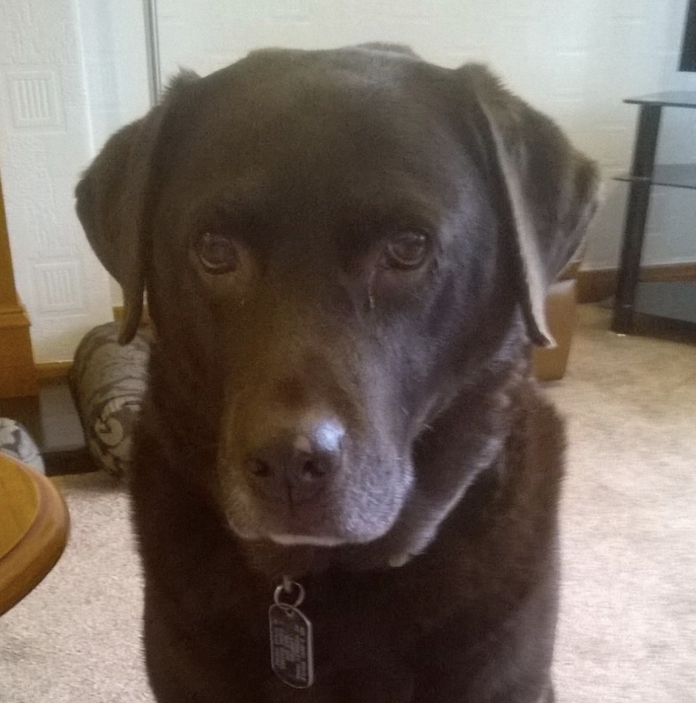 chocolate lab
