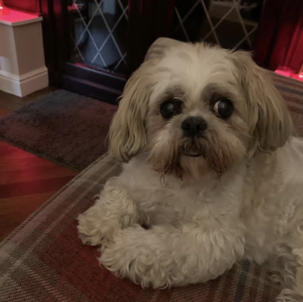fluffy white dog