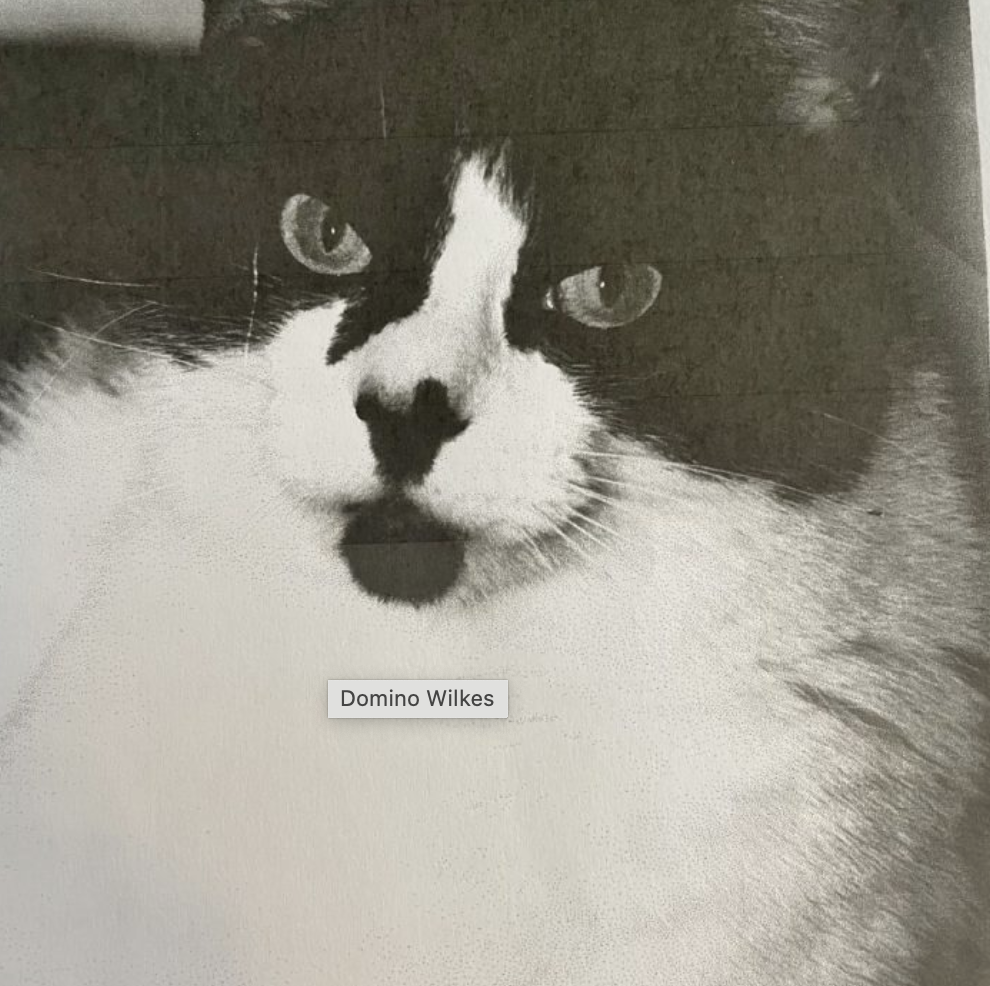 black and white cat