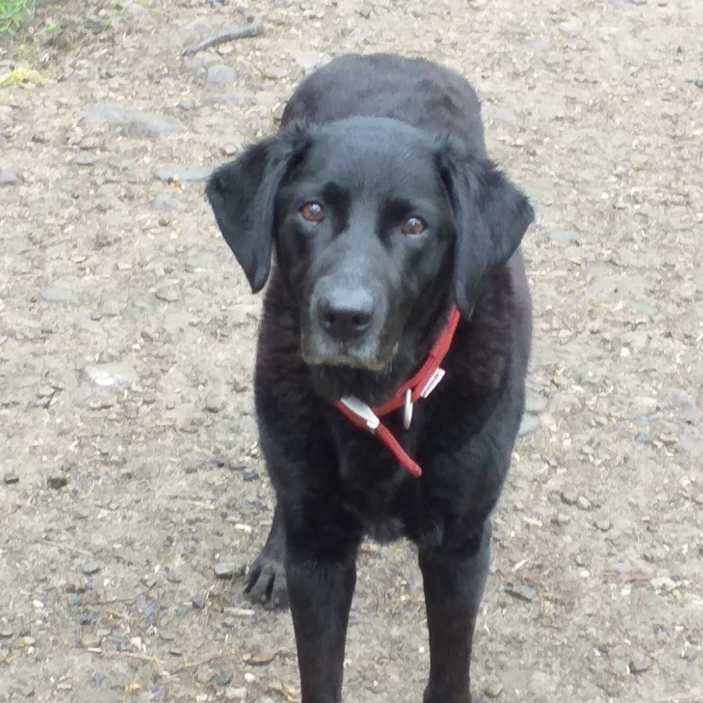 black lab