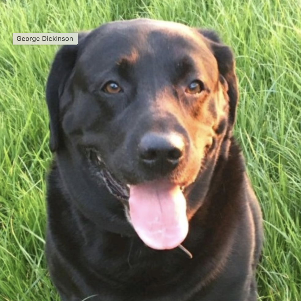 chocolate lab