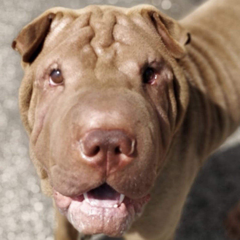 sharpei dog