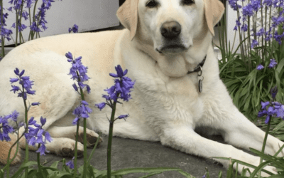 Teasel George