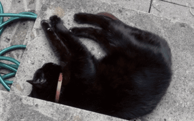 Blackie