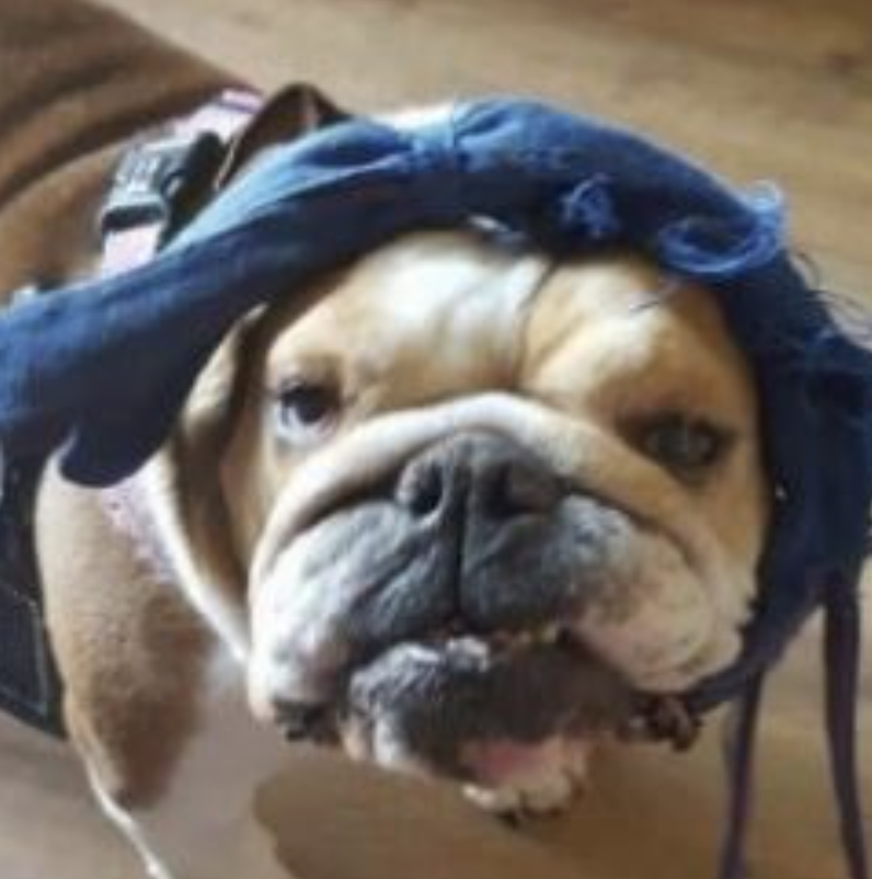 bulldog