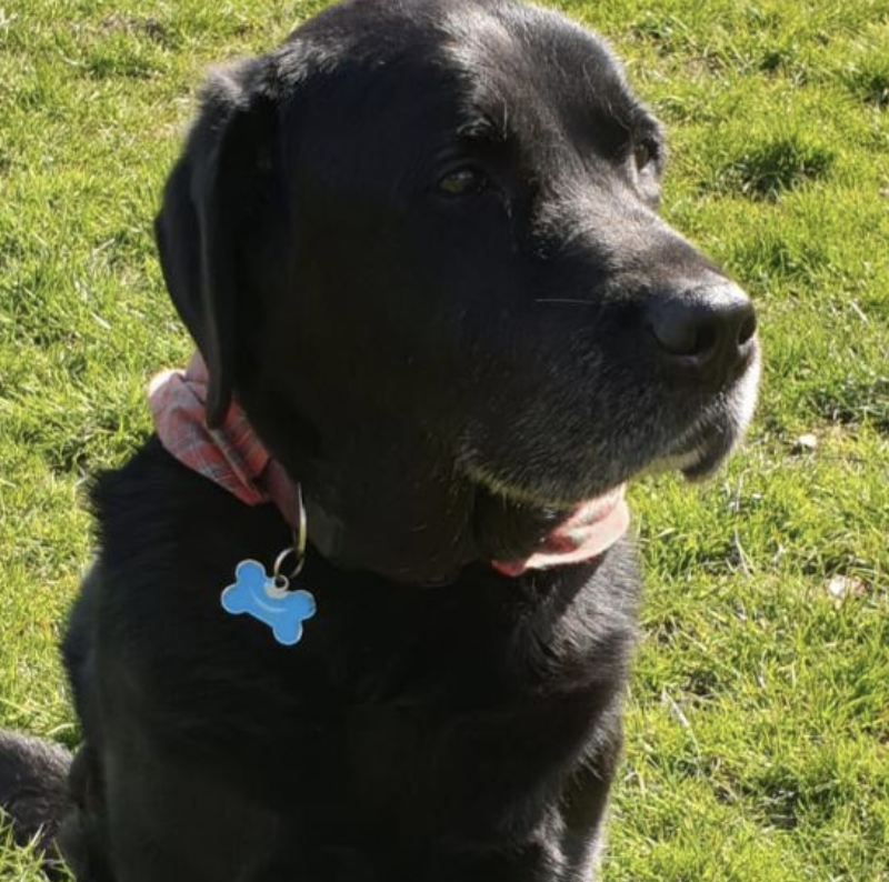 black lab
