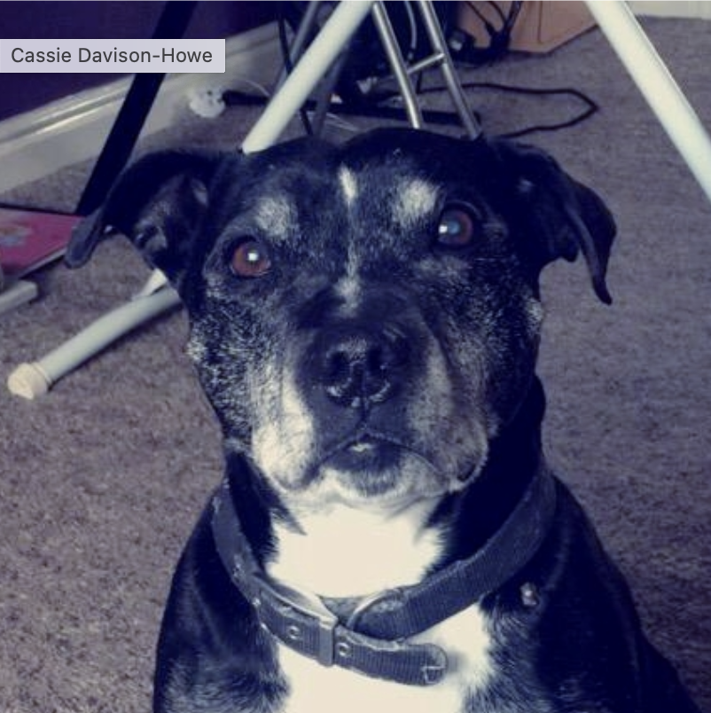 black and white dog