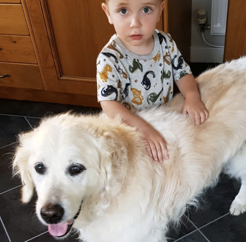 toddler with a dog