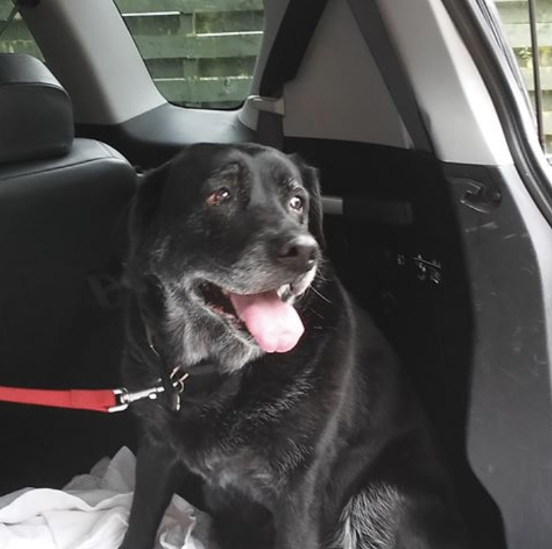 black lab in a car