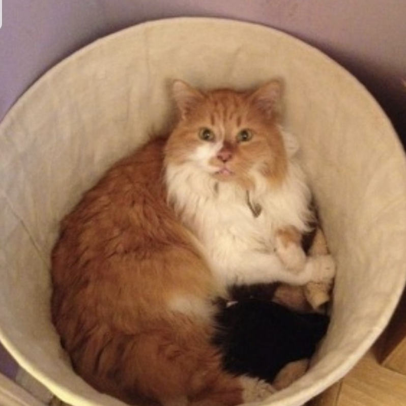 orange and white cat
