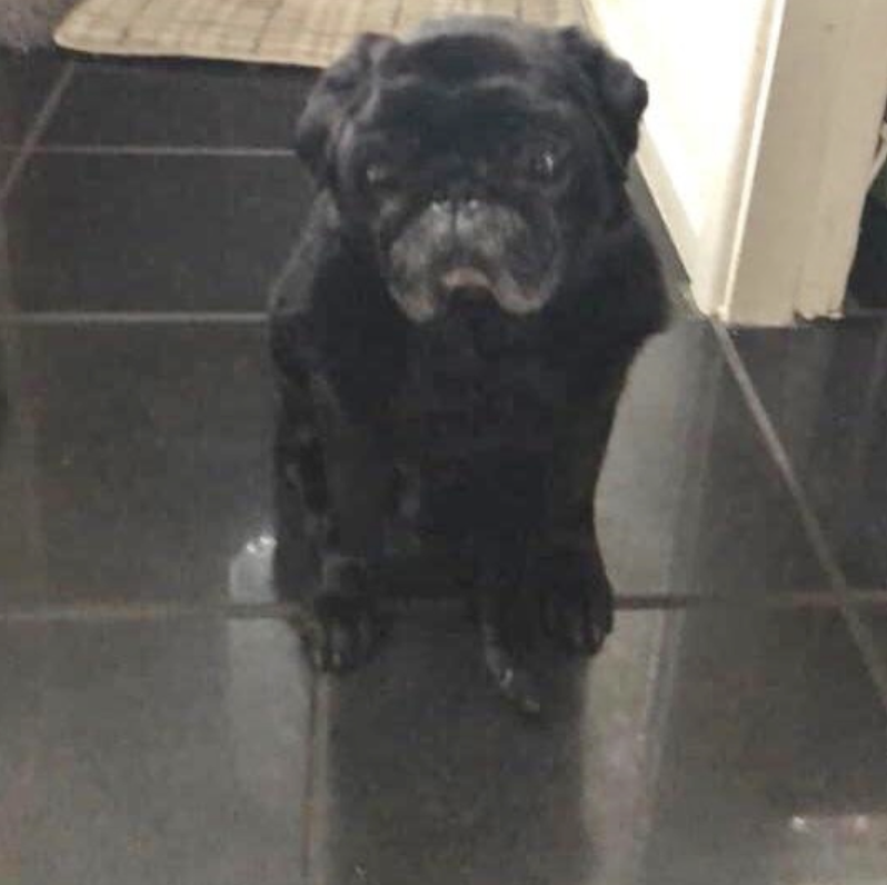 black pug