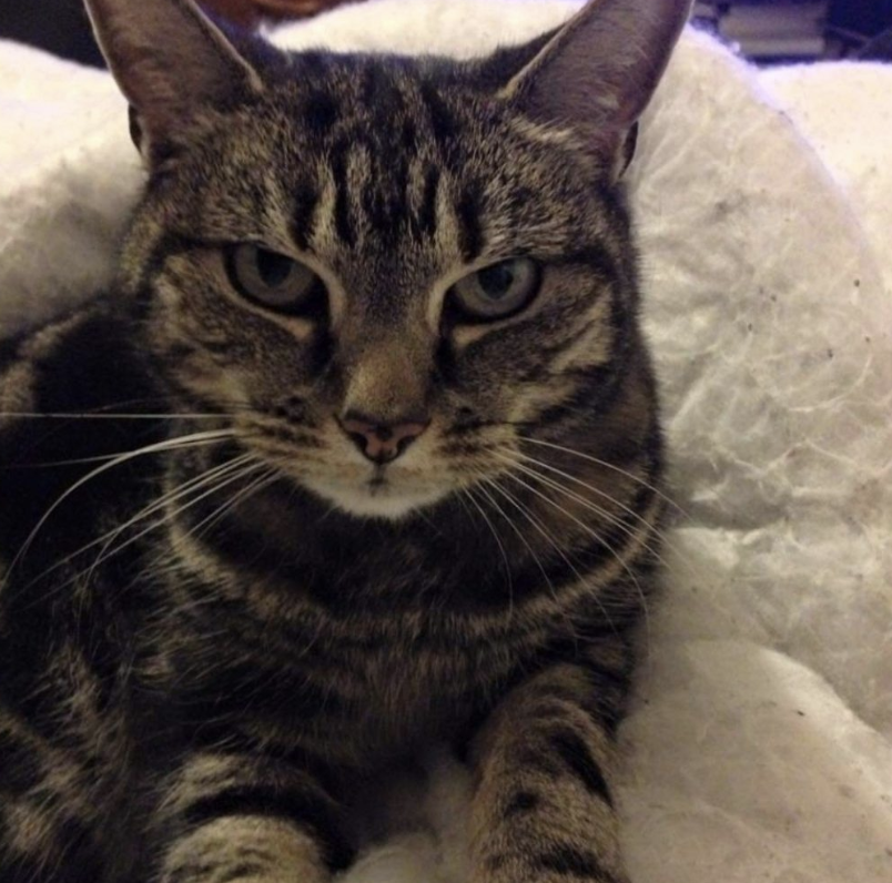 tabby cat
