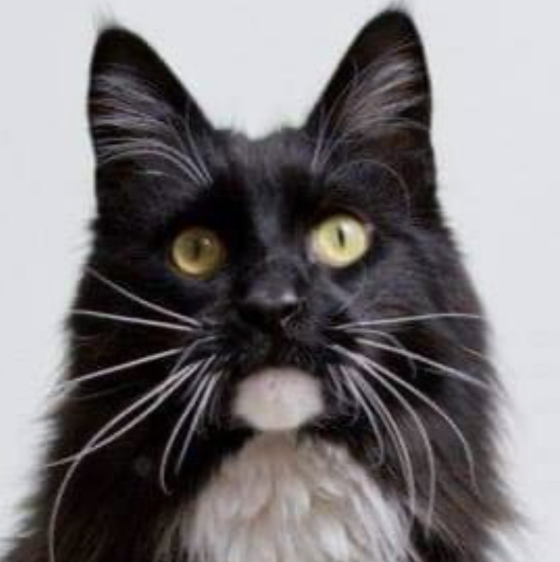 black and white cat