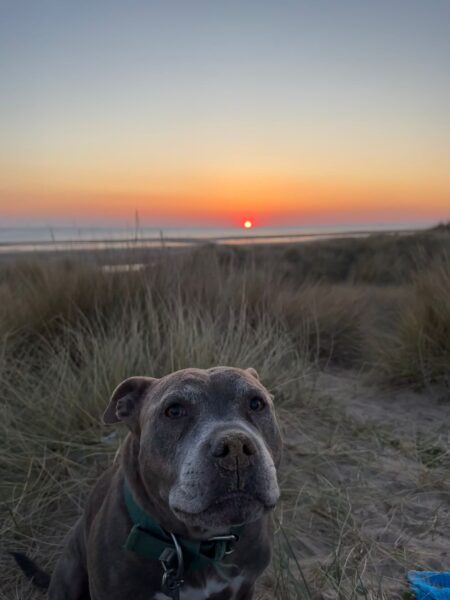 dog sitting by sunset