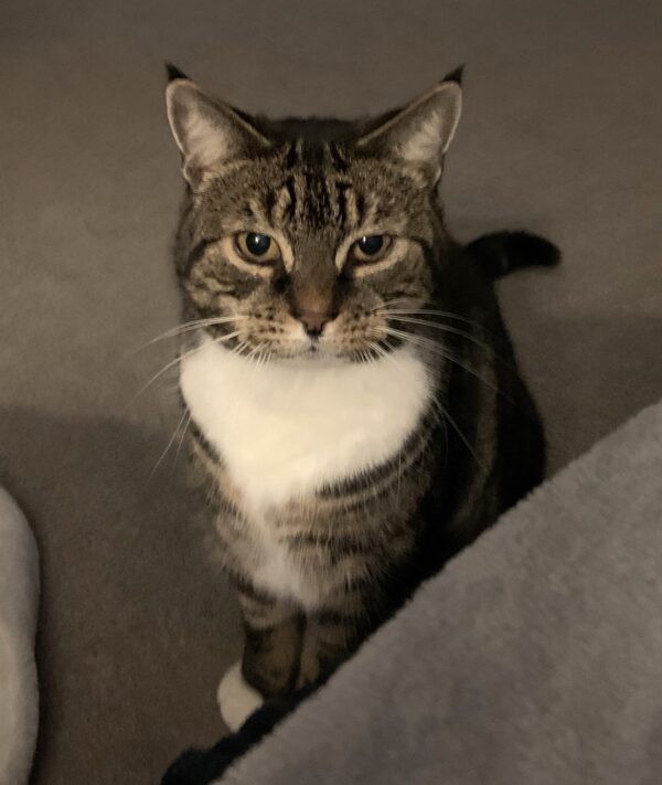 cat sitting down