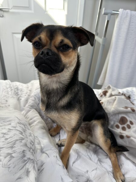 dog sitting on a bed