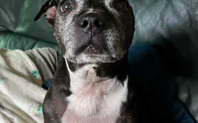 Molly Dixon – Lily